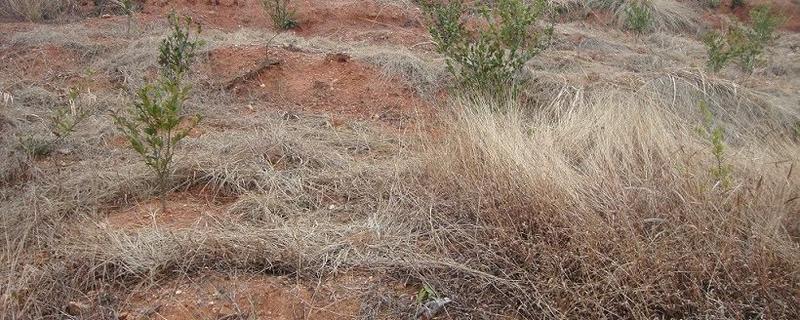 有关于百嘉高效开发油茶拓宽农民致富路的信息