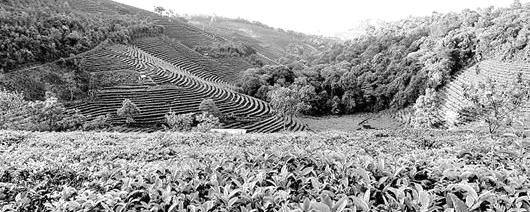 关于江城普洱茶涨价三成   还需理性看待的消息