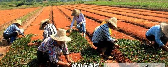 关于休宁引种大量优质茶苗 国庆加班加点扦插忙的热门消息