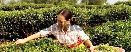 有关于昭平县16万多亩茶园晚秋茶采摘忙的热门信息
