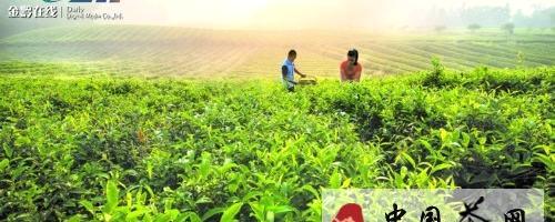 关于凤冈30多万亩茶叶“苏醒” 茶农抢时采秋茶的热门消息