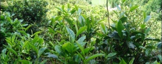 关于勐统贡茶演绎边疆与内地文化交流的传奇的热门信息