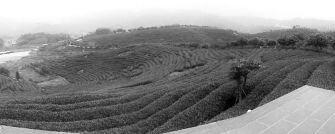 关于安溪观音山铁观音生态茶基地(图)的热门信息