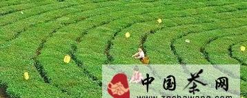 有关于梁河县茶技站力促茶叶产业发展纪实的热门信息