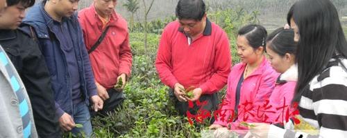 关于海南乌石农场团员干部助茶工采茶的消息