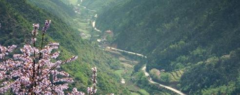 有关于走进浙江乡镇衢州站: 茶叶基地岭洋乡的热门资讯