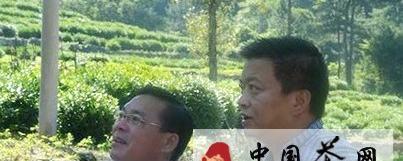 关于岳西副县长储耀华调研包家石佛寺有机茶基地的最新消息