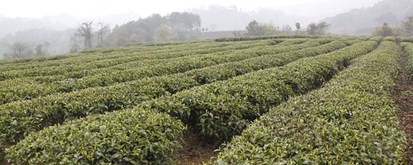 关于昭平县年扩种茶园面积超过万亩的热门资讯