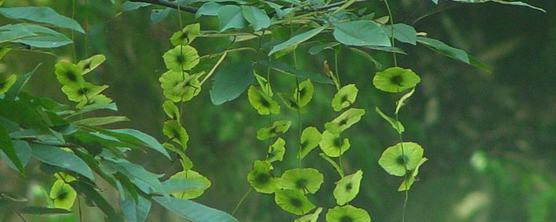 有关于茶行业又添新贵 柳叶茶 —— “柳茶”的热门资讯