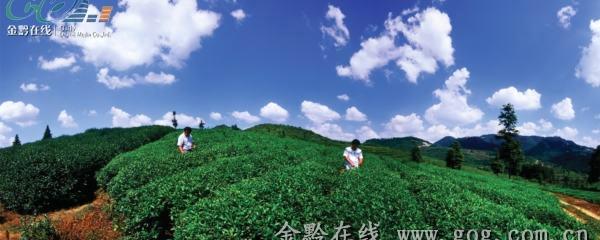 有关于石阡茶产业发展见闻的信息