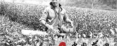 关于恩施市白果乡拉开茶园秋管序幕的最新消息