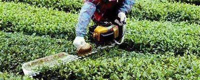 关于永定挖掘高东茶优势 重点扶持３家生态茶园的新闻