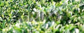 关于国庆佳节 广西昭平茶农忙采摘白露茶的最新消息