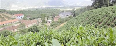 关于瑶池白茶“穿衣戴帽”身价高的热门消息