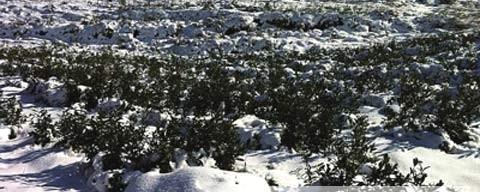 关于低温雨雪天气袭击贵州 早春茶叶很＂受伤＂(图)的热门信息