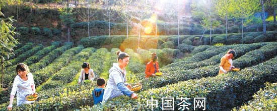 有关于甘肃康县阳坝地区茶叶开始采摘上市的热门资讯