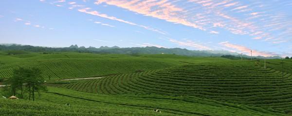 关于“绿宝石”带领黔茶闯世界的新闻