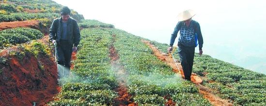 关于茶乡忙于封园和培训茶农的热门资讯