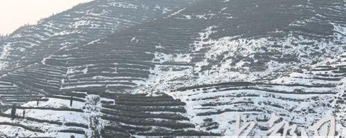 有关于丹江口市土关垭镇：大雪未影响到茶产业的最新消息