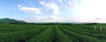 有关于行走千年新昌风光 感受万里茶路飘香的最新消息