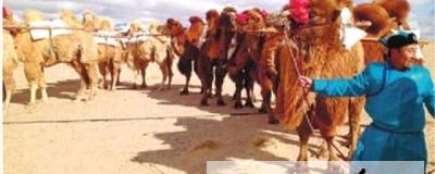 有关于驼队重走万里茶路 市民可免费体验的信息