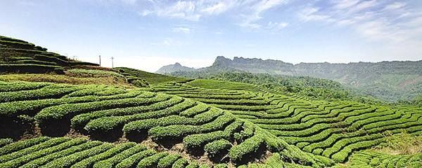 有关于宜宾市争当千亿茶产业“排头兵”的热门消息