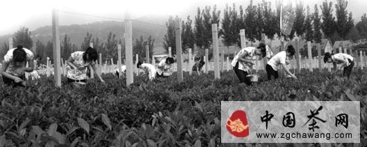 关于济南长清：政府“反租倒包”帮茶企流转土地的热门资讯