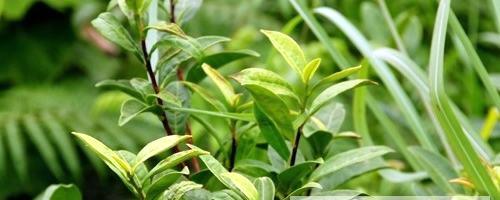 有关于晴隆茶业公司研发红茶产品取得成效的最新消息