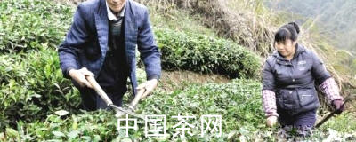 关于武义白姆乡茶农忙修剪茶树备春茶的热门消息