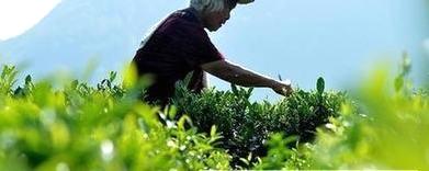 有关于湖北宣恩“粗茶精采”秋茶俏的热门消息