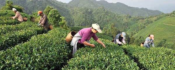 关于昭平县16万亩高山茶园进入晚秋茶采摘高峰期的资讯