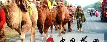 关于重走茶道驼队经过荆门市的热门资讯