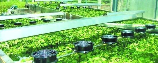 有关于泉州茶企引入机器“制茶师”的资讯