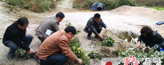 关于保靖县严把黄金茶补植补造茶苗质量关的最新资讯