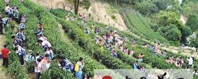 有关于古城小学开展“传承家乡茶文化 培养爱国爱乡情”主题秋游活动的新闻