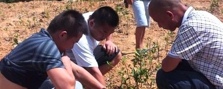 有关于保靖县茶叶办指导茶农抗旱救灾的热门新闻