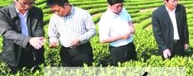 有关于松阳：“全国第一绿茶”是这样泡出来的(图)的最新信息