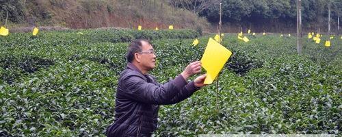 关于灵山县农技人员进茶园助力春茶增收的最新信息