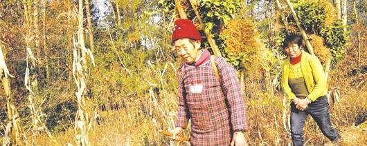 有关于恩施扩大名优茶生产种植规模的热门新闻