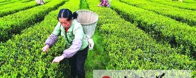 有关于贵州省凤冈县大力发展有机茶产业的最新资讯