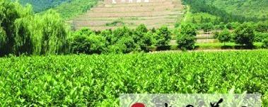关于舒茶：绿野兰花漫 茶乡百业旺的最新信息