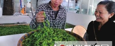关于茶界专家座谈“贵州茶业”的信息