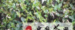 关于后高温时期，茶农还是不得闲的热门信息