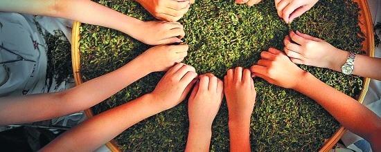 关于汇聚茶文化旅游项目 展示多元化旅游资源的消息