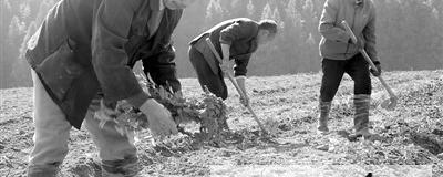 关于松溪县茶平乡茶农采用无性扦插技术繁育茶树苗的热门新闻