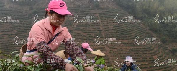 有关于昭平县17万亩茶园陆续开采今年首批春茶(图)的信息