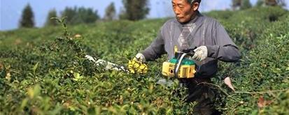 有关于巴东县开展茶园冬管保增收的信息