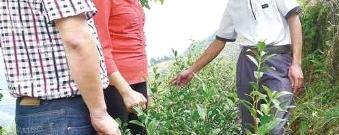 有关于安溪县农茶局组织人员深入桃舟现场指导茶农的最新资讯