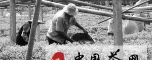 有关于平阳村给茶园补充营养的新闻