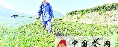 关于尤溪县强化生态茶园建设 今年已实现产值2.85亿的信息